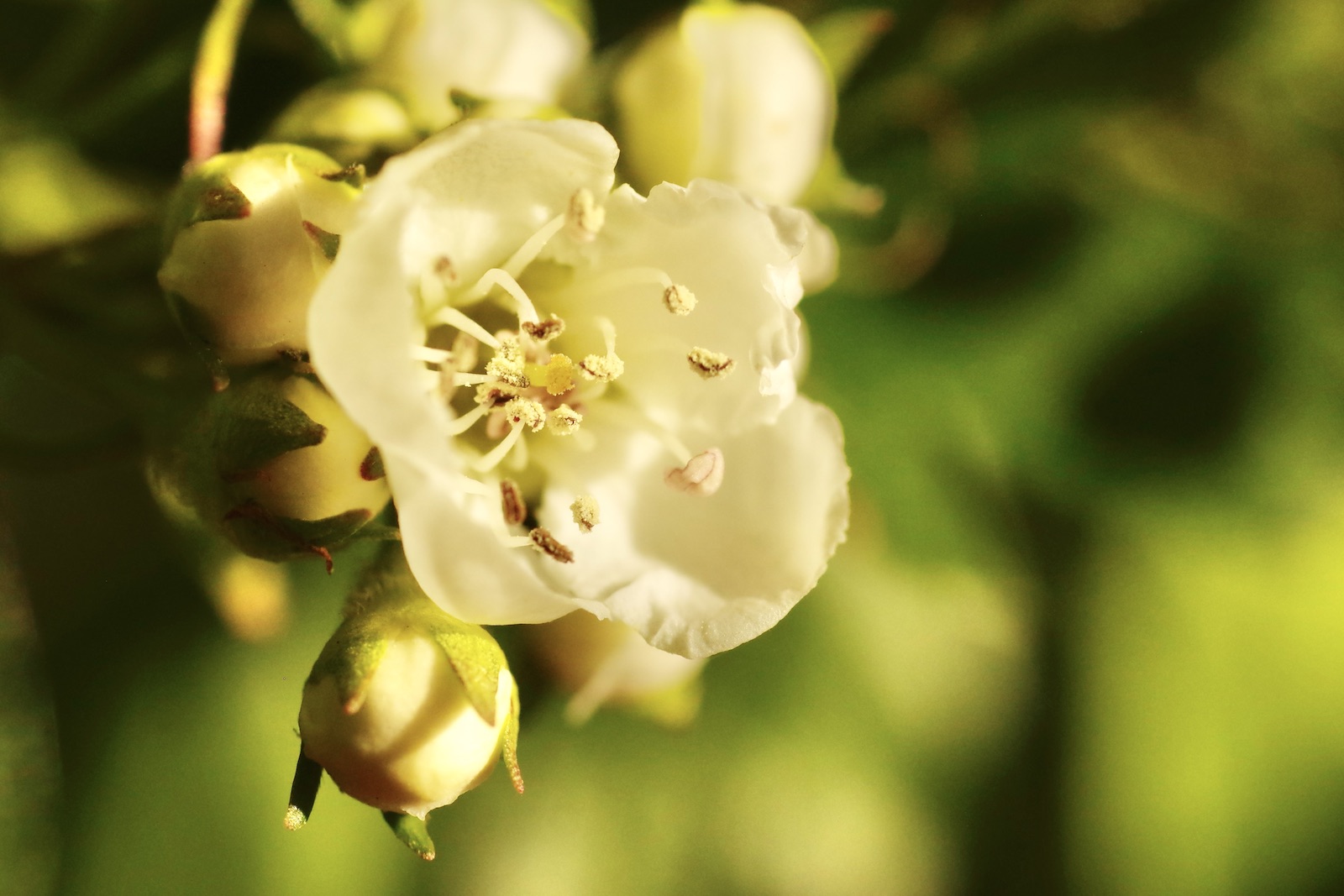 Weißdorn - Crataegus
