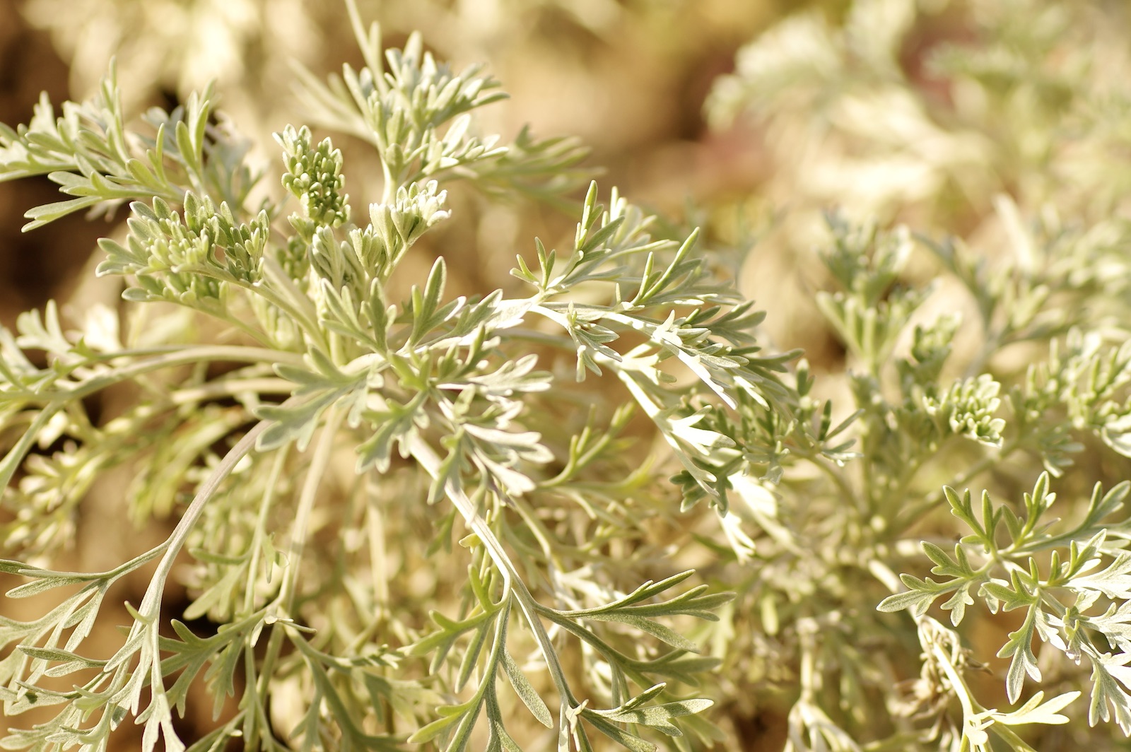 Wermut - Artemisia absinthum