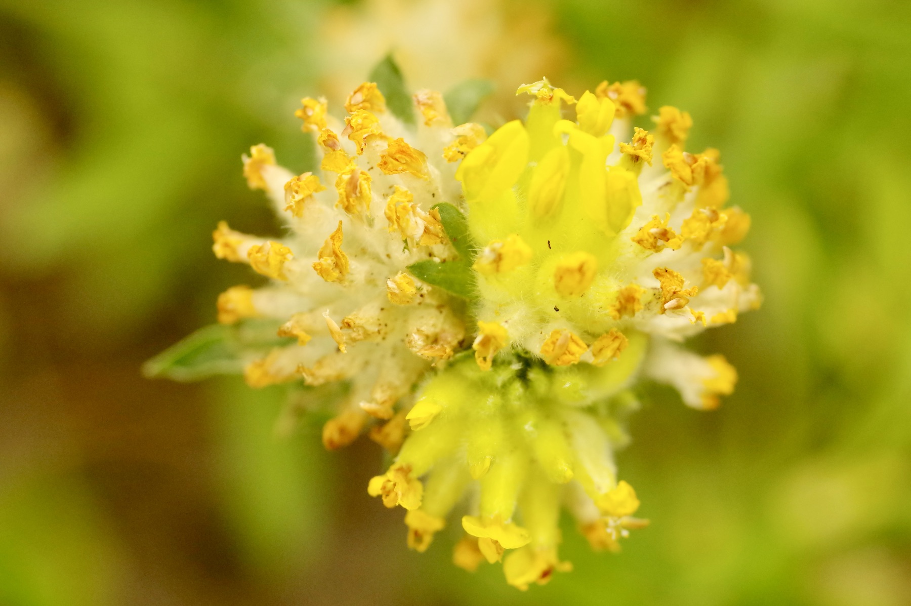 Wundklee - Anthyllis vulneraria